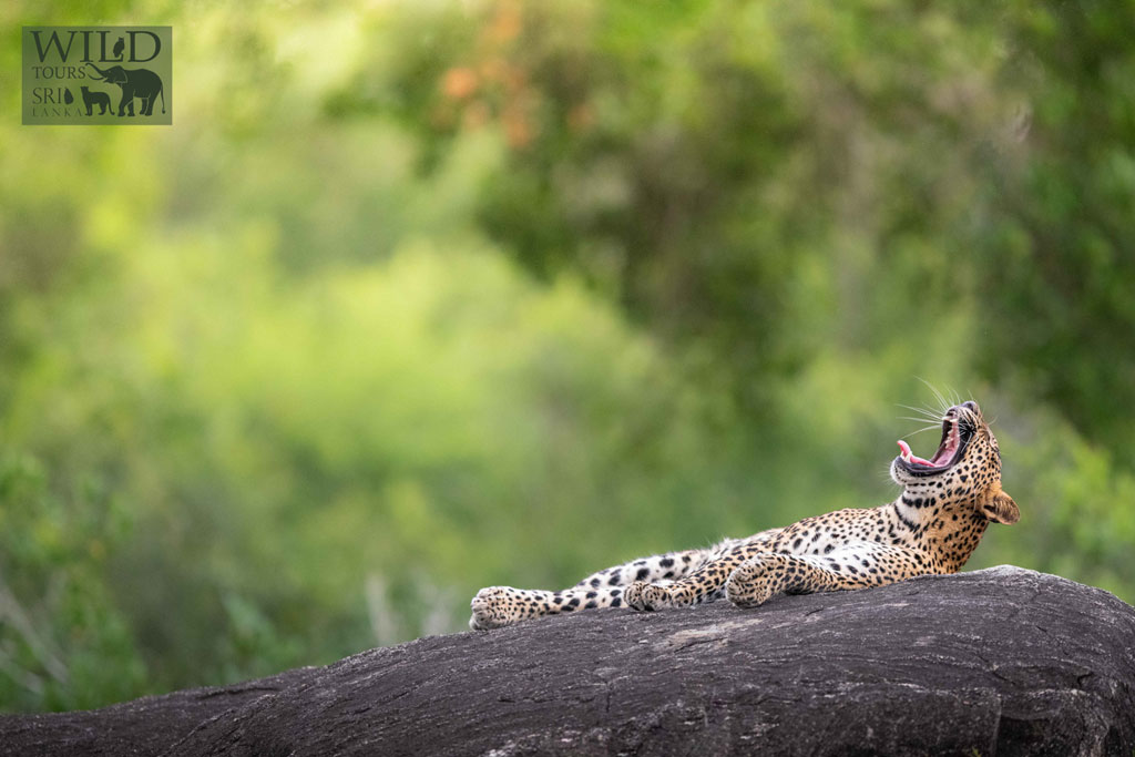 Leopard Tour – 08 Days Yala & Kumana