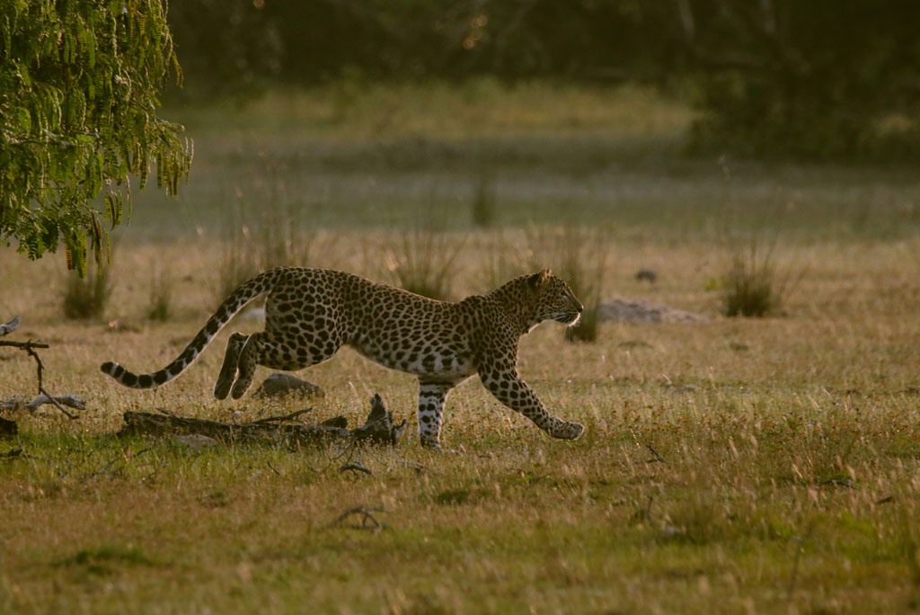 Leopard Tour – 07 Days