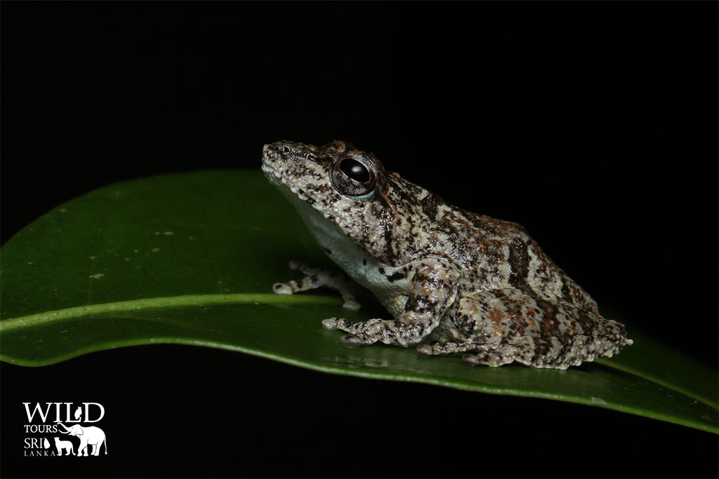 Amphibians and Reptiles Tour