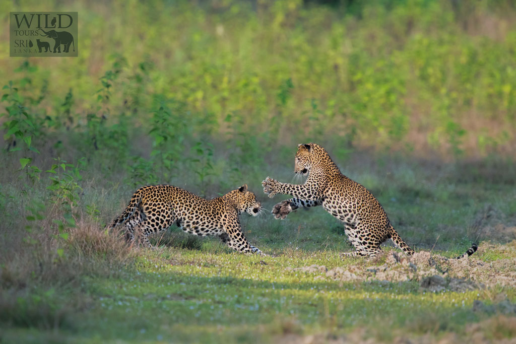 Leopard Tour – 10 Days