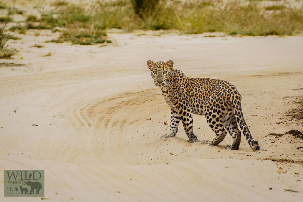 Leopard Tour – 12 Days