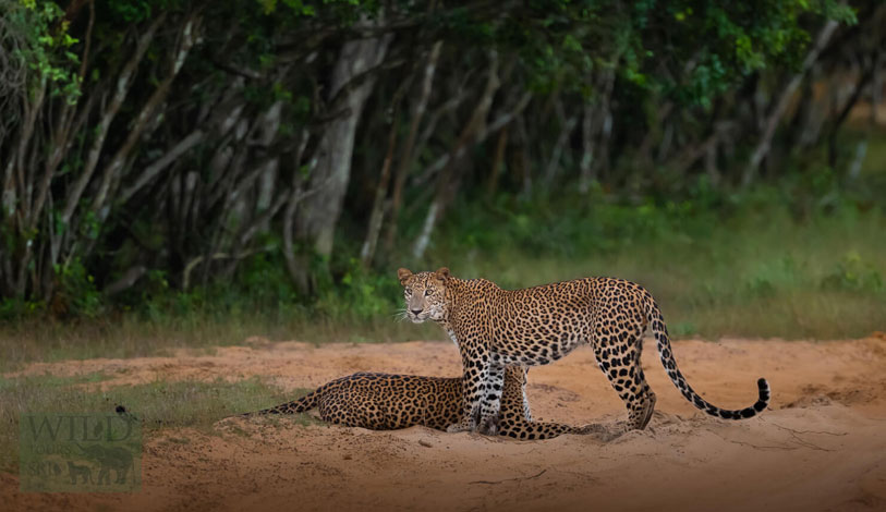 Sri Lankan leopard