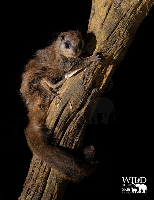 Travancore flying squirrel