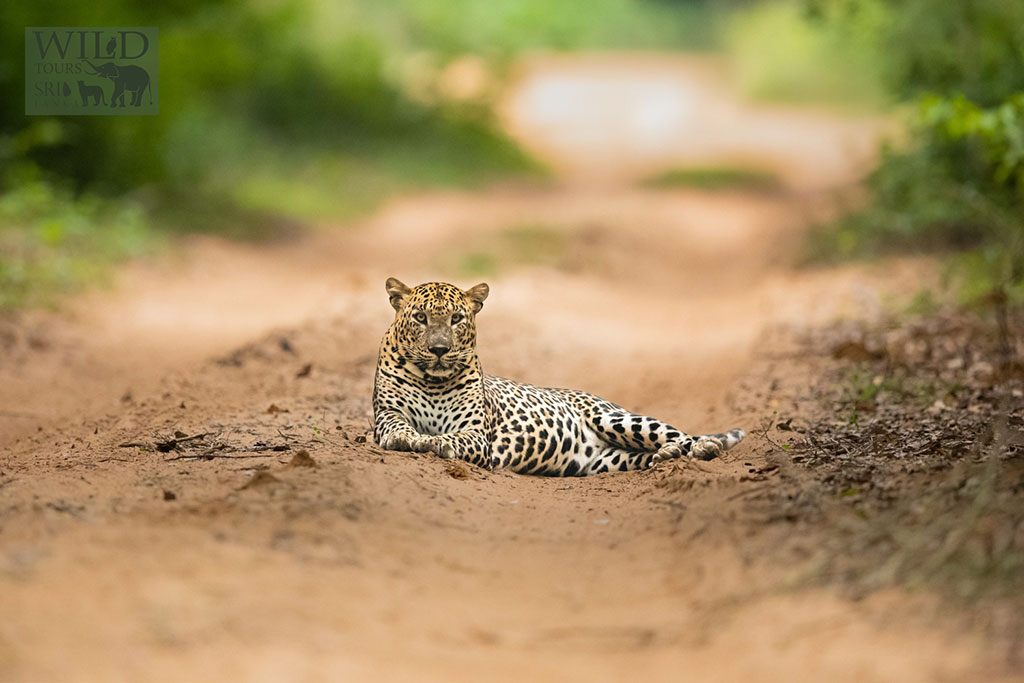 Wildlife and Culture 12 Days Tour
