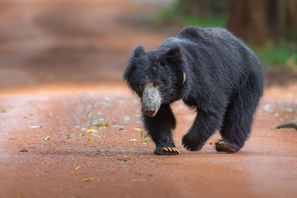 Wildlife and Culture Tour