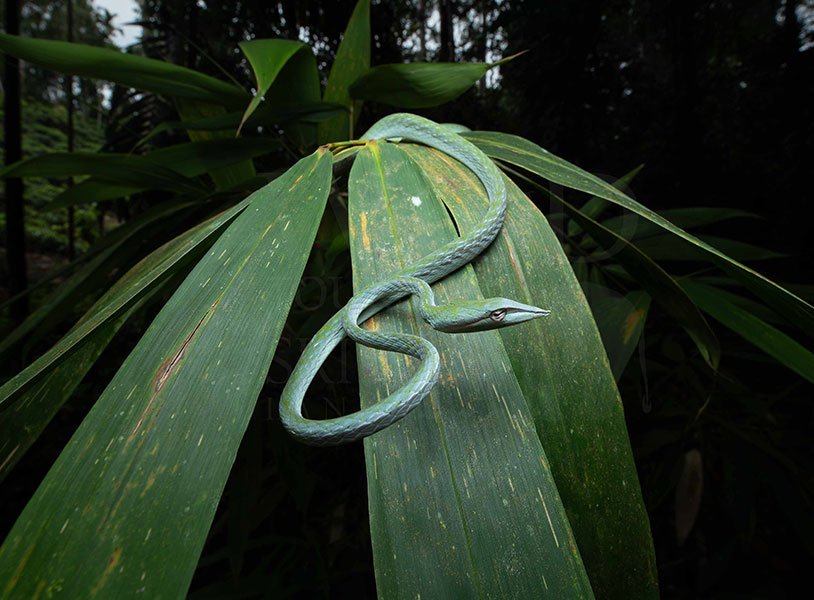 Ahaetulla nasuta (Sri Lankan green vine snake)