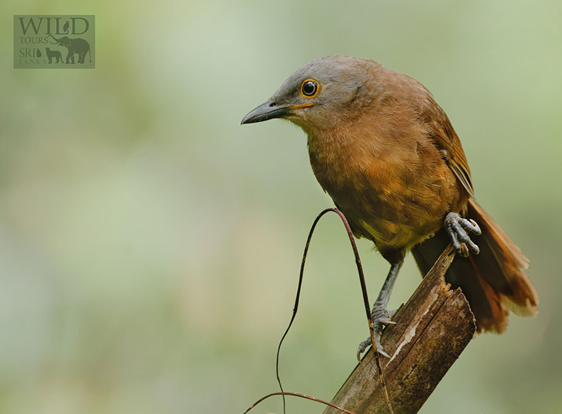 Ashy-headed laughingthrush (Argya cinereifrons)