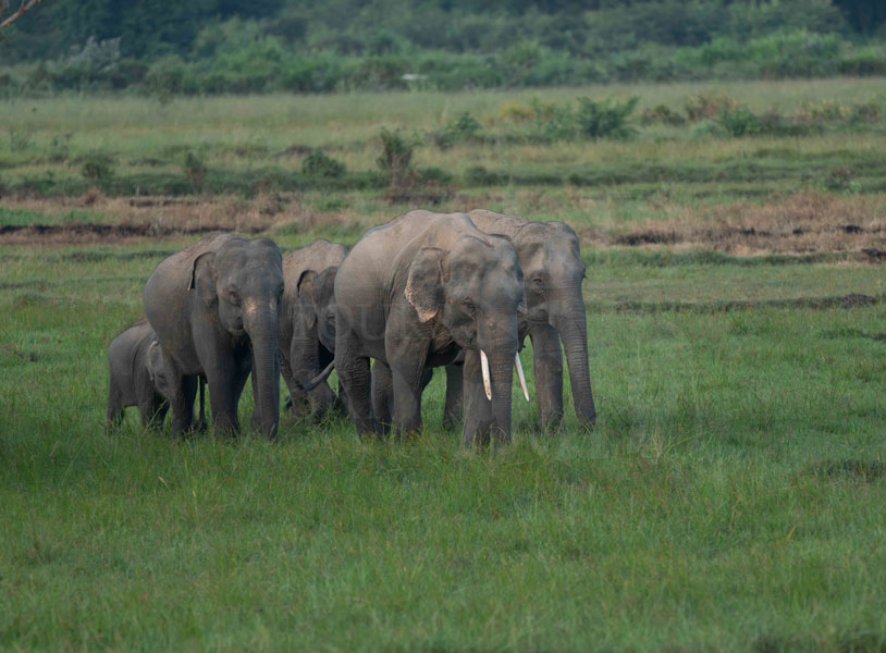Asian elephant (Elephas maximus)