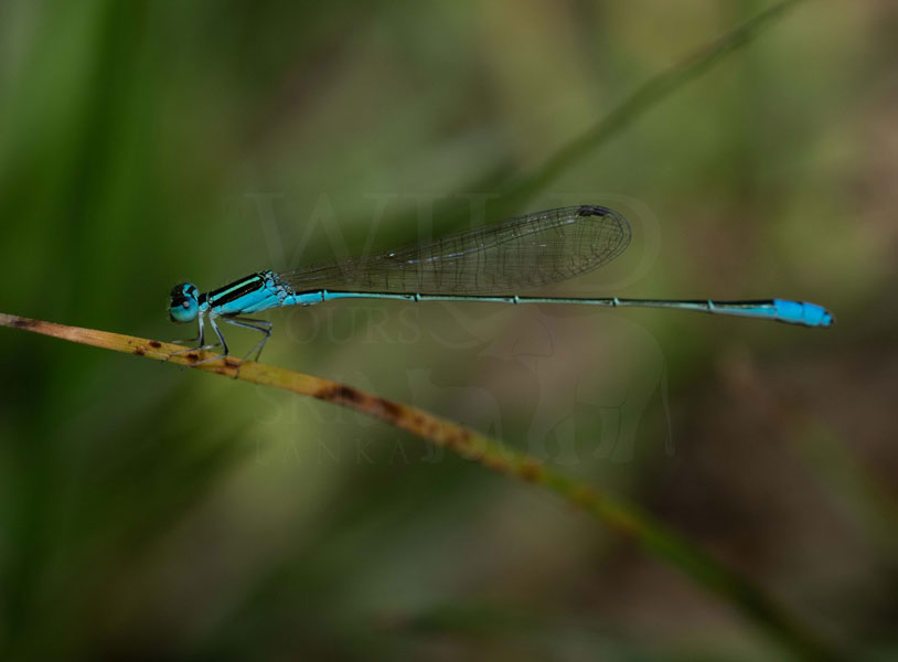 Asian slim(Aciagrion occidentale)