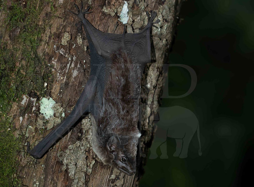 Bare-rumped Sheath-tailed Bat(Saccolaimus saccolaimus)