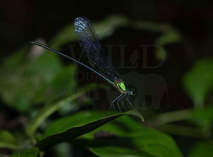 Black-Tipped Flashwing (Vestalis apicalis nigrescens)