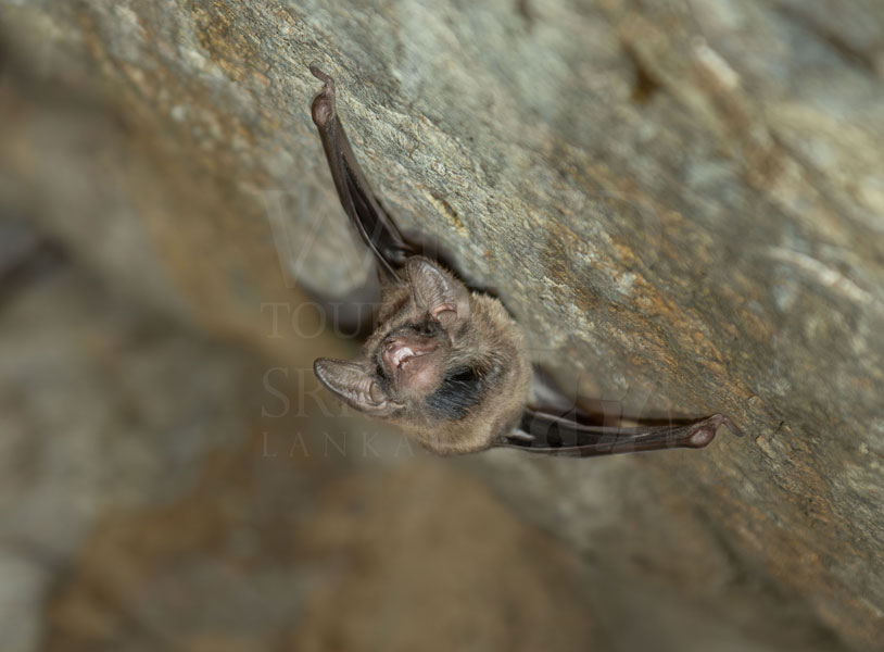 Black-bearded tomb bat (Taphozous melanopogon)