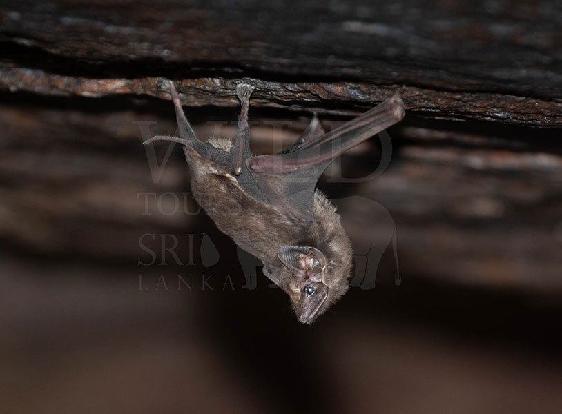 Black-bearded tomb bat (Taphozous melanopogon)