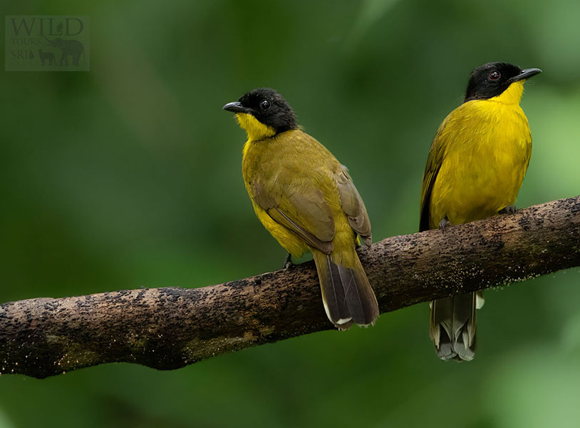 Black-capped bulbul (Rubigula melanictera)