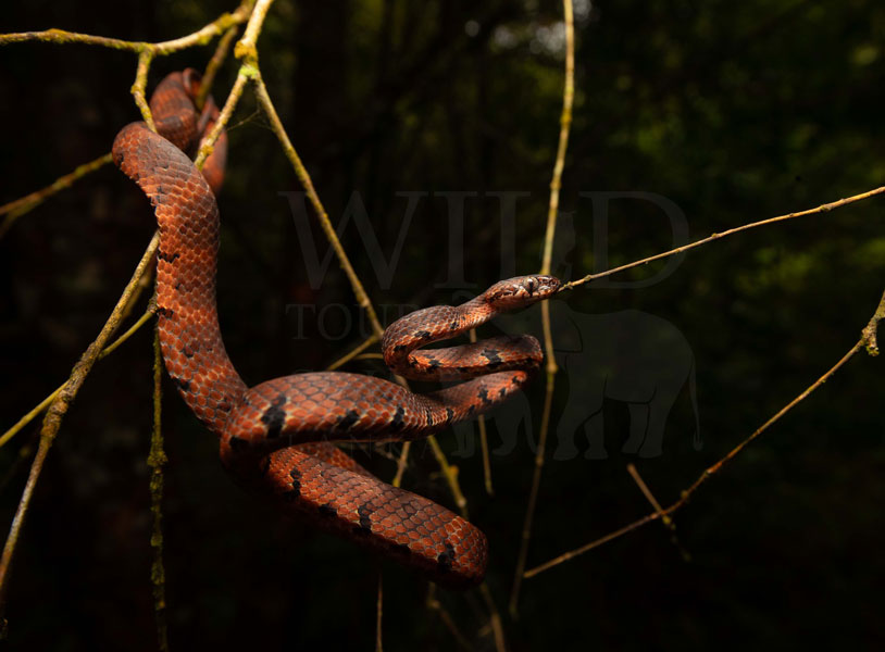 Boiga barnesii(Barnes' cat snake)