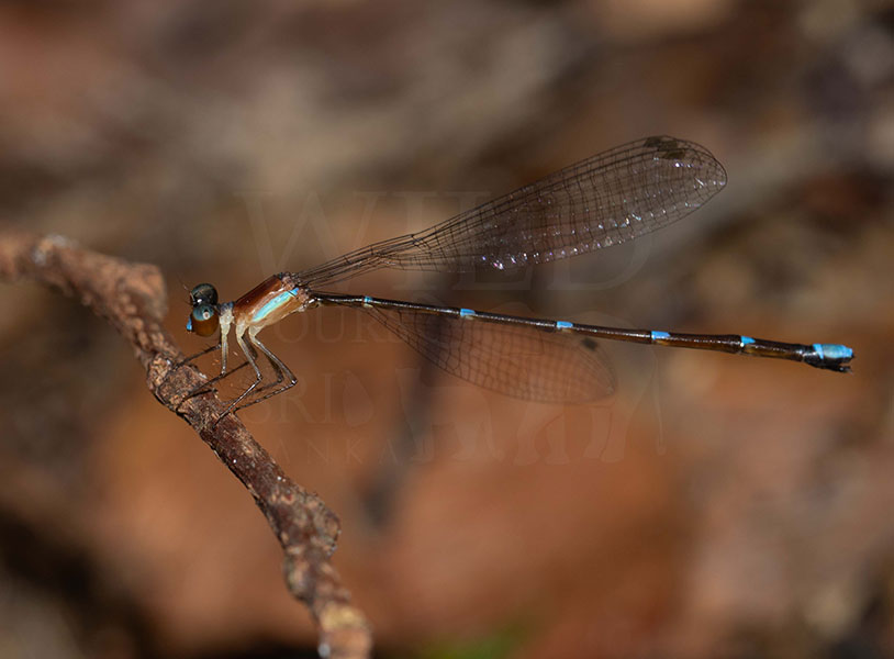 Brinck's Shadowdamsel(Drepanosticta brincki)
