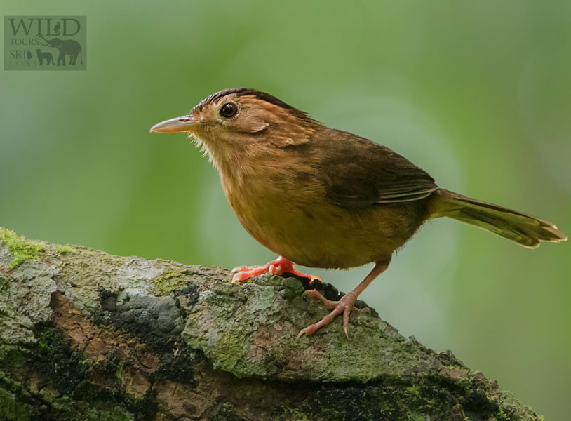 Brown-capped babbler (Pellorneum fuscocapillus)