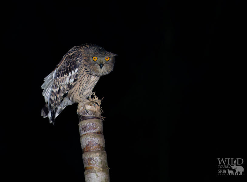 Brown fish-owl (Ketupa zeylonensis)