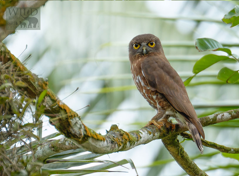 Brown hawk-owl (Ninox scutulata)