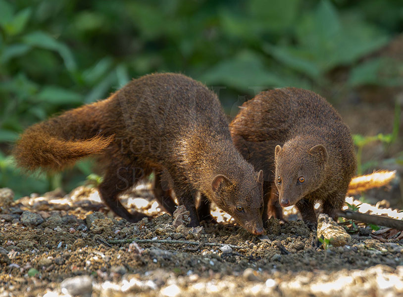 Brown mongoose (Urva fusca)