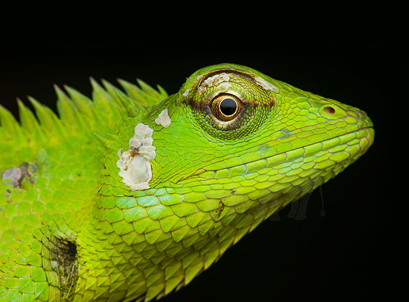 Calotes calotes (common green forest lizard)