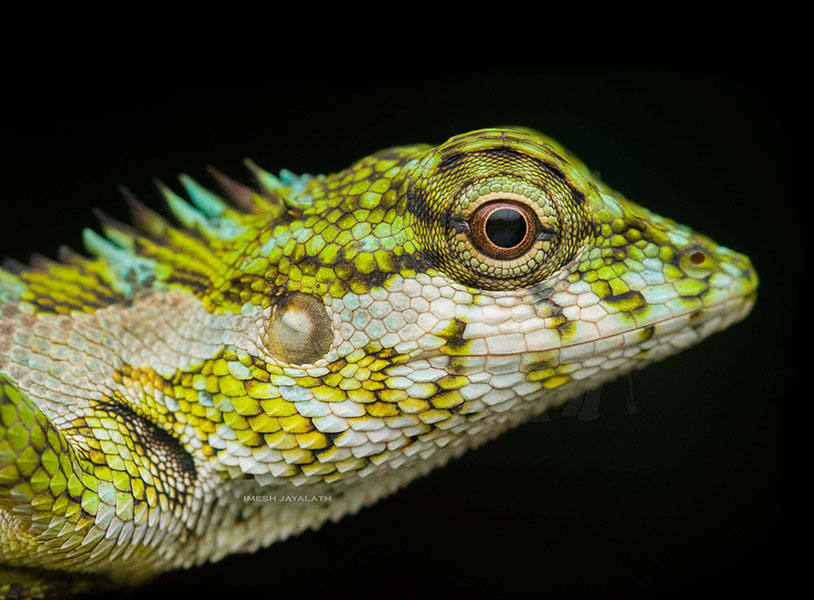 Calotes desilvai (Morningside lizard)