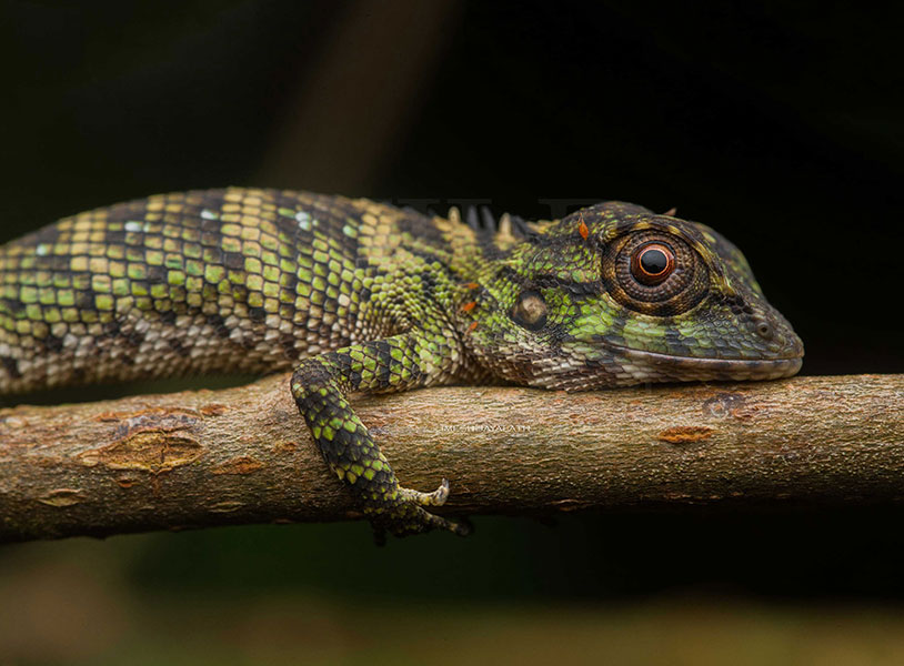 Calotes manamendrai (Manamendra-Arachchi's whistling lizard)