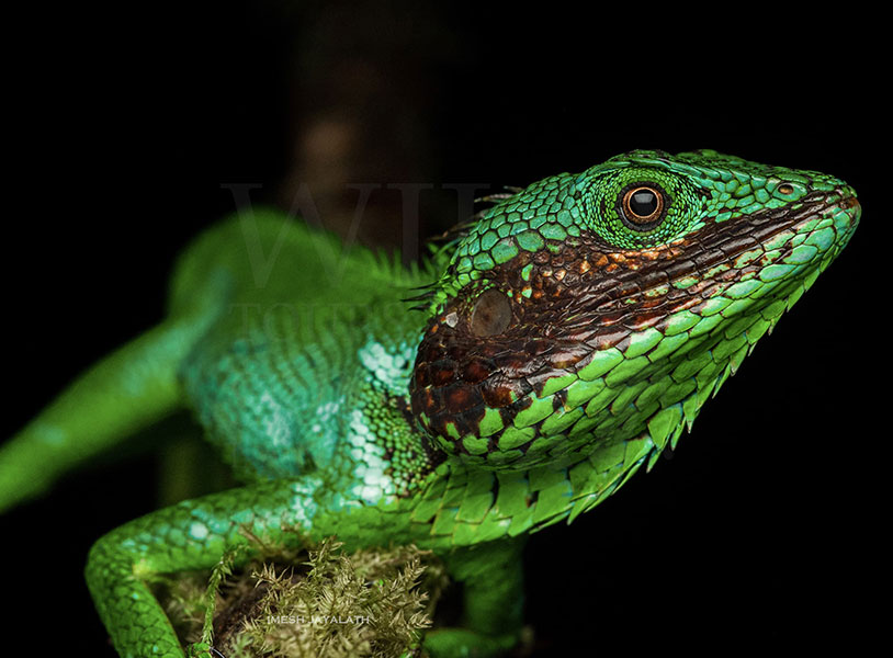 Calotes nigrilabris (Black-cheek lizard)