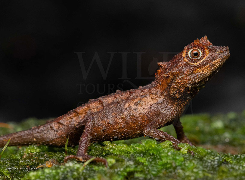 Ceratophora karu (Karu's horned lizard)