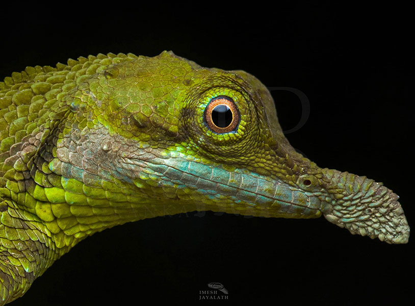 Ceratophora tennentii(Tennent's leaf-nosed lizard)
