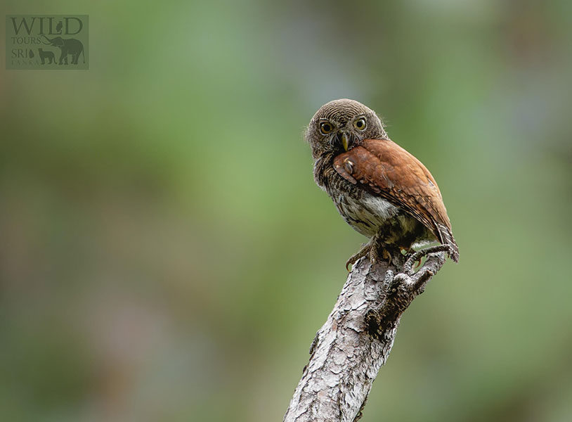 Chestnut-backed owlet (Glaucidium castanotum)