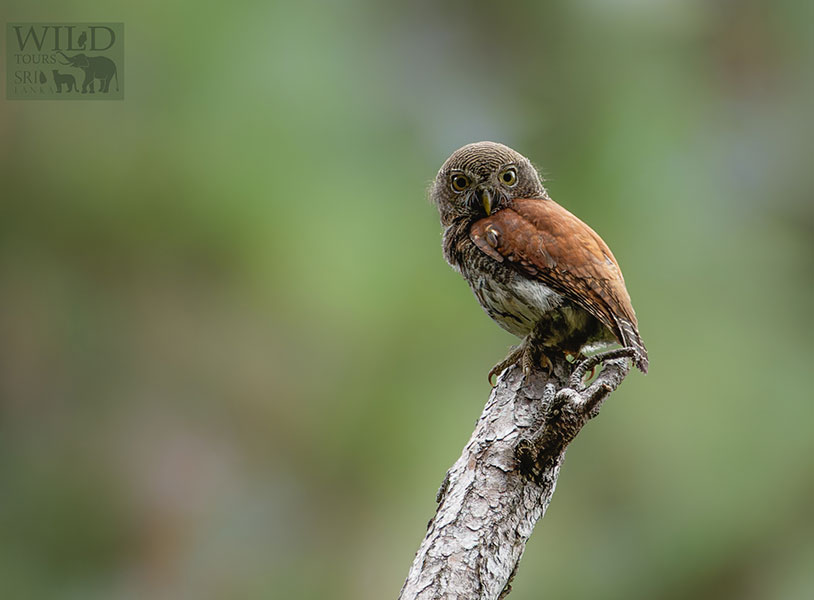 Chestnut-backed owlet (Glaucidium castanotum)