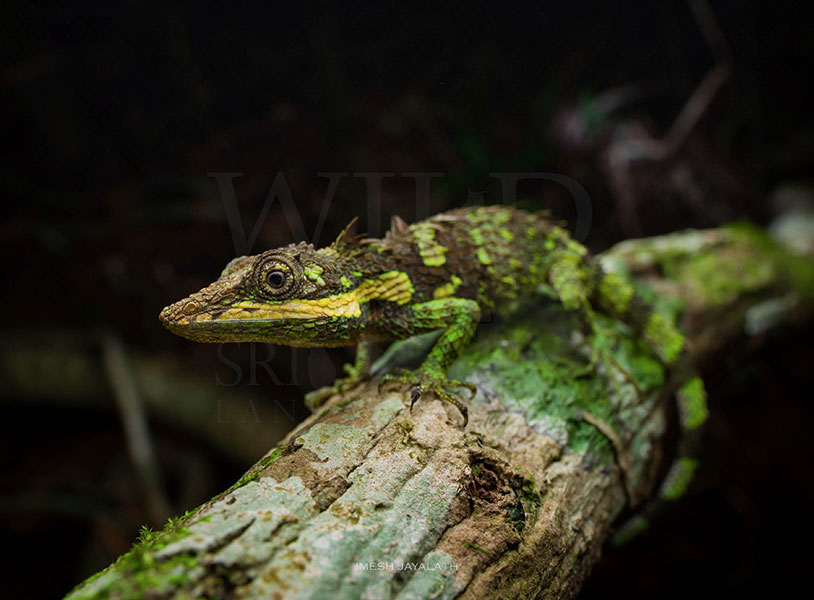 Cophotis dumbara(Knuckles pygmy lizard)
