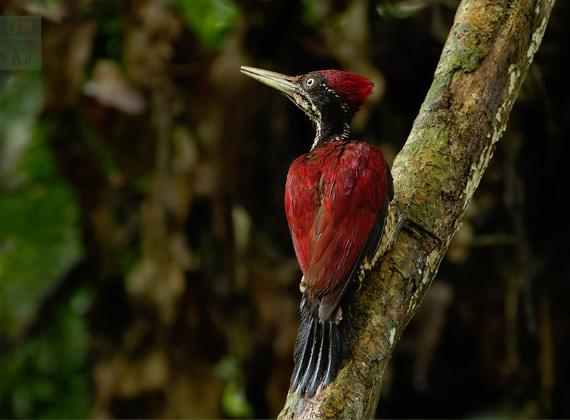 Crimson-backed flameback (Chrysocolaptes stricklandi)