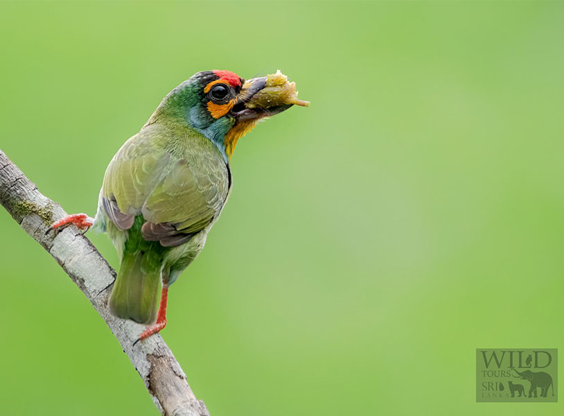 Crimson-fronted barbet (Psilopogon rubricapillus)