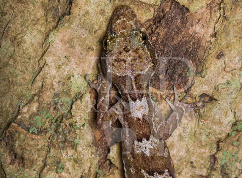 Cyrtodactylus frenatus(Sri Lanka bent-toed gecko)