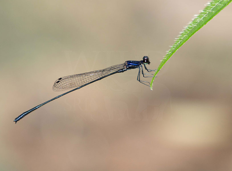 Dark-glittering Threadtail (Elattoneura centralis)