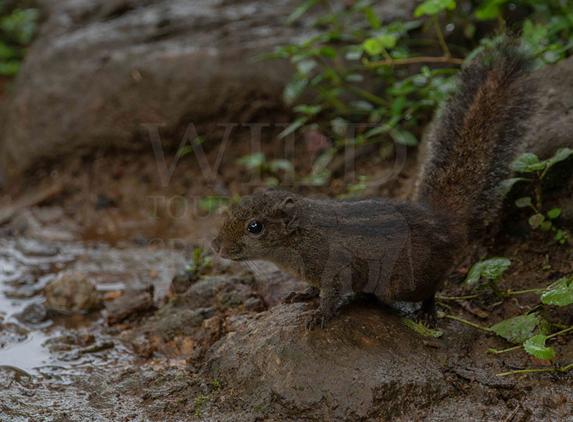 Dusky striped squirrel (Funambulus obscurus)