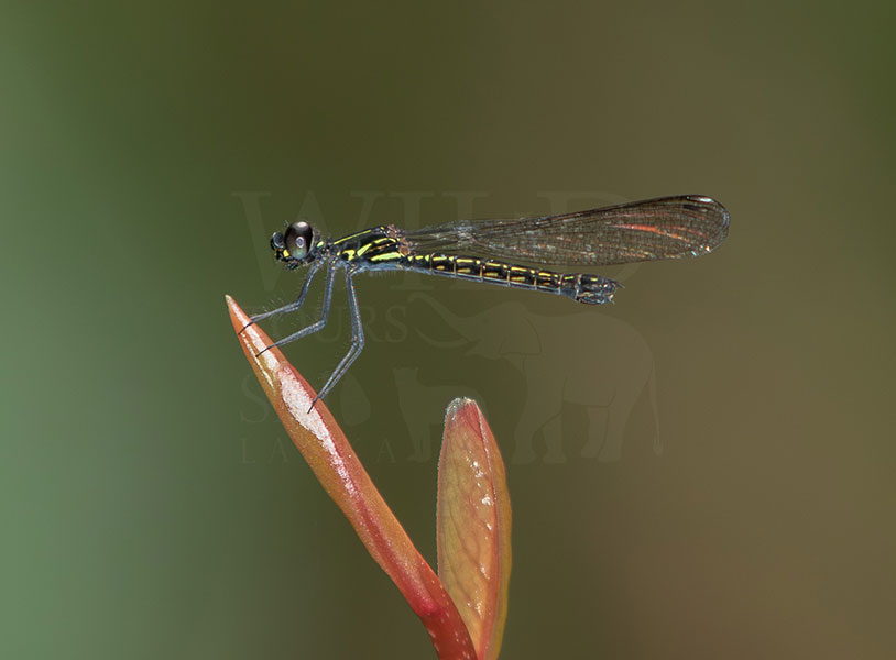 Ebony Gem(Libellago corbeti)