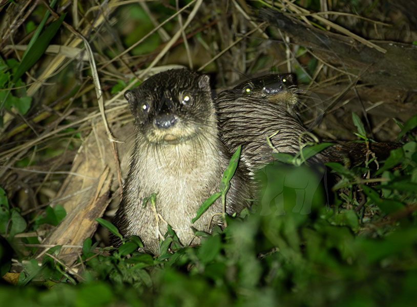 Eurasian otter (Lutra lutra)