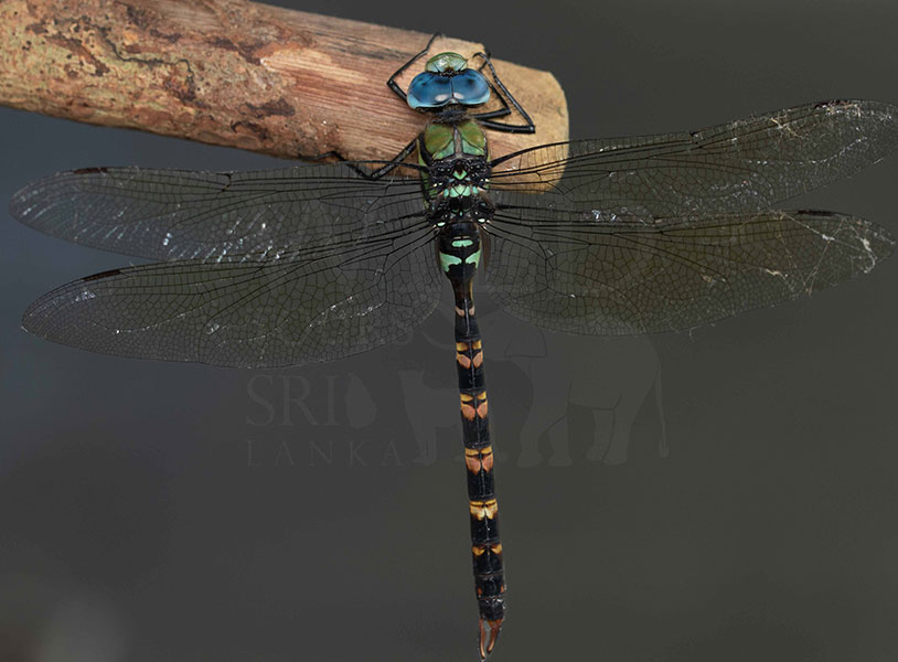 Fiery Emperor (Anax immaculifrons)