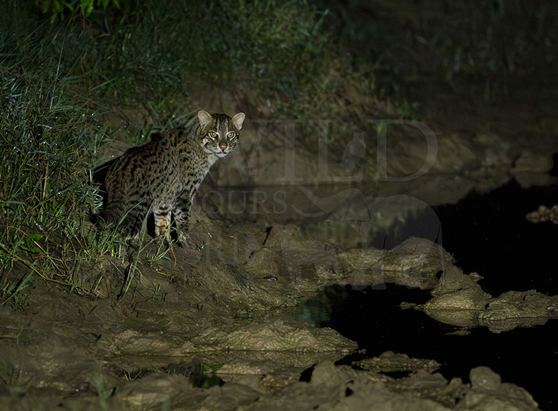 Fishing cat (Prionailurus viverrinus)