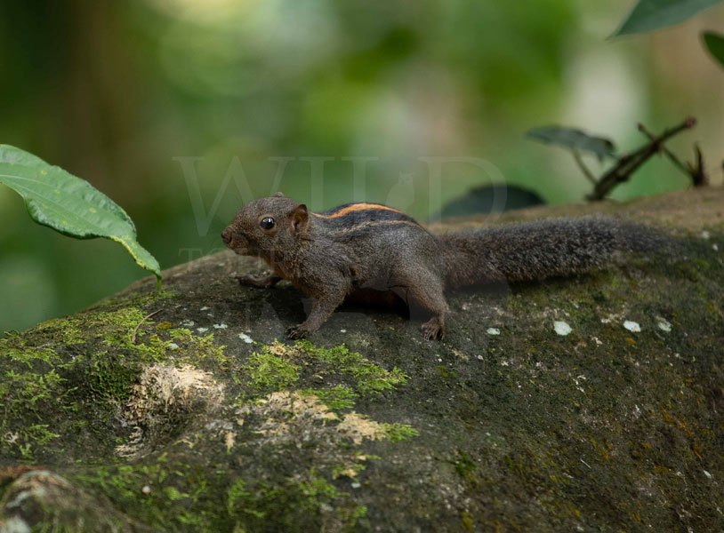 Flame-striped jungle squirrel (Funambulus layardi)