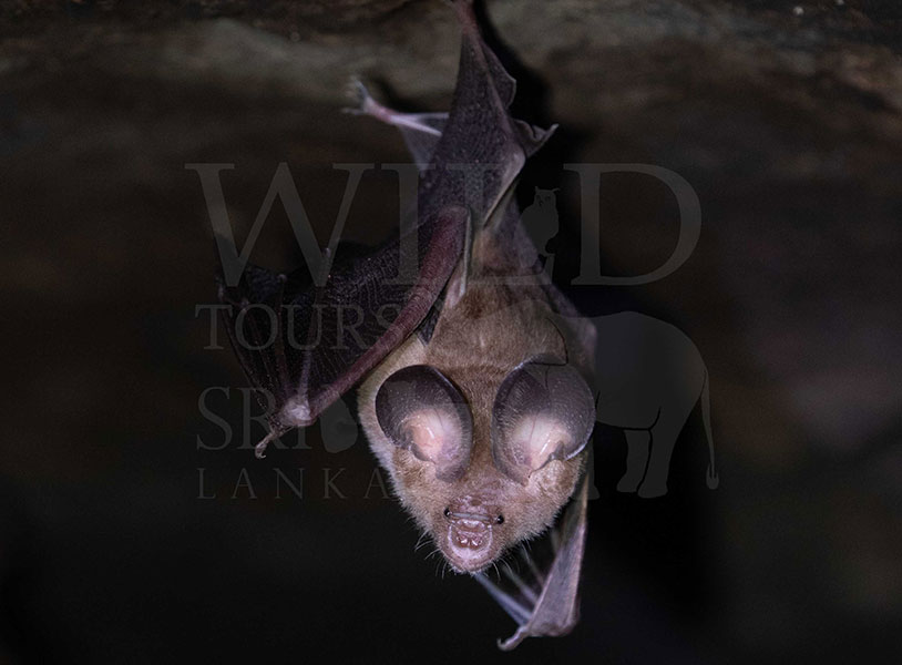 Fulvus leaf-nosed bat (Hipposideros fulvus)