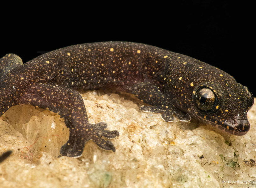 Gehyra mutilata(Common four-clawed gecko)