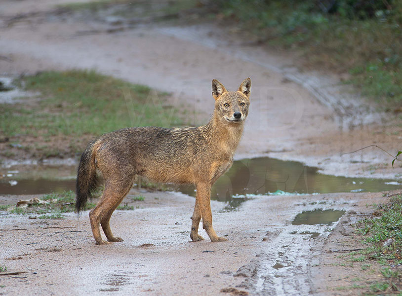 Golden jackal (Canis aureus)