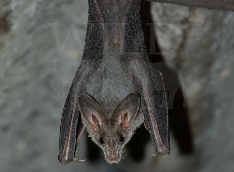 Greater false vampire bat(Lyroderma lyra)