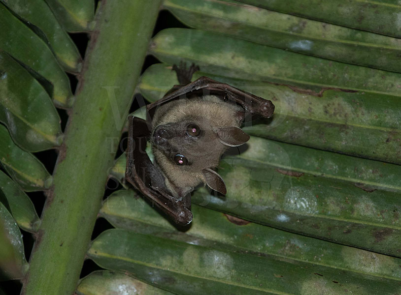Greater short-nosed fruit bat (Cynopterus sphinx)