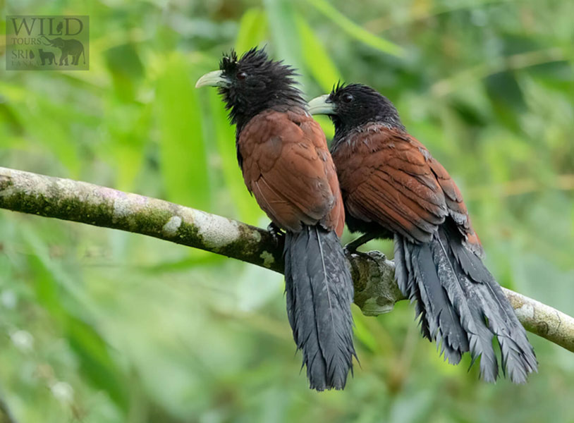Green-billed coucal (Centropus chlororhynchos)