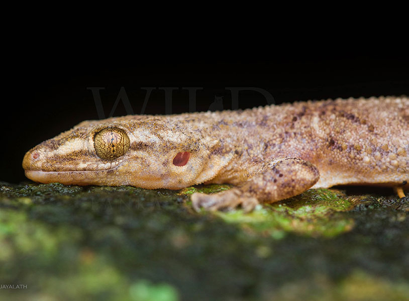 Hemidactylus pieresii